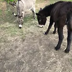 L'alivu 別荘 アジャクシオ