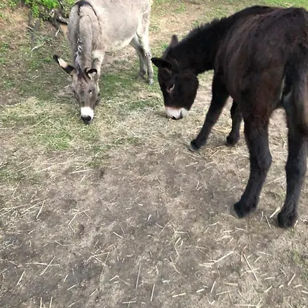 L'alivu Hébergement de vacances Ajaccio (Corsica)