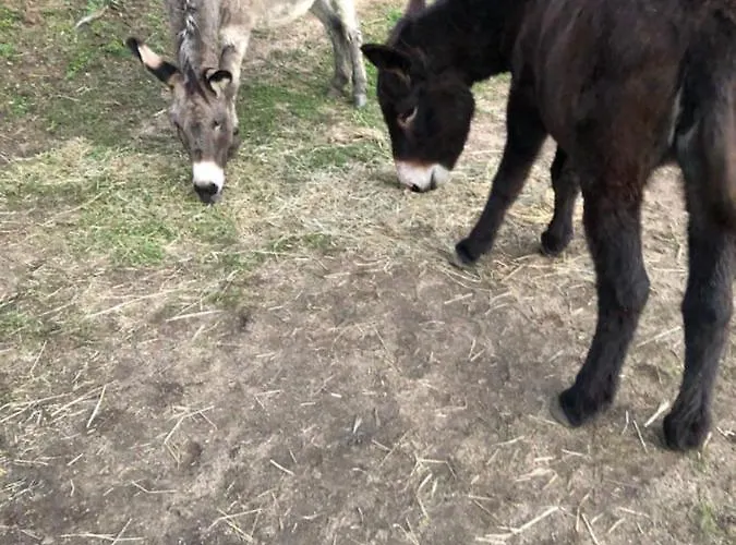 L'alivu Holiday home Ajaccio (Corsica)